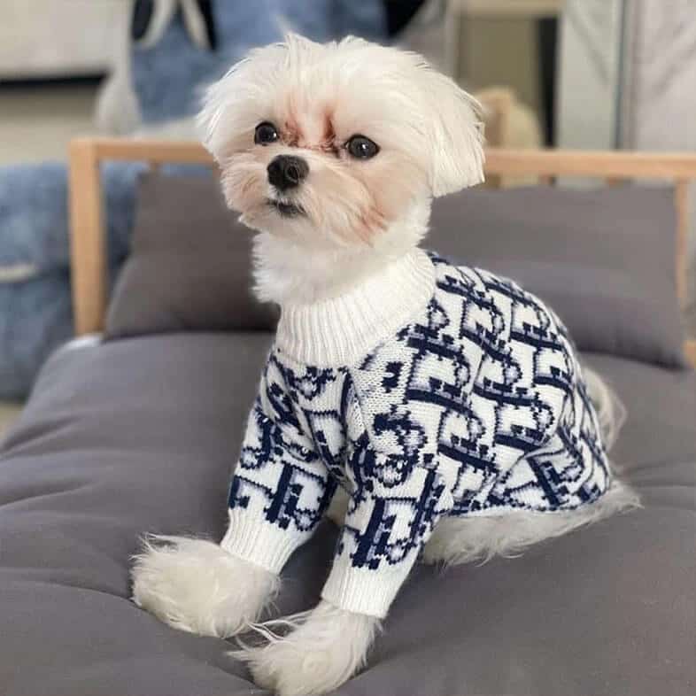 Louis Vuitton dogs sweater, lv dog sweater