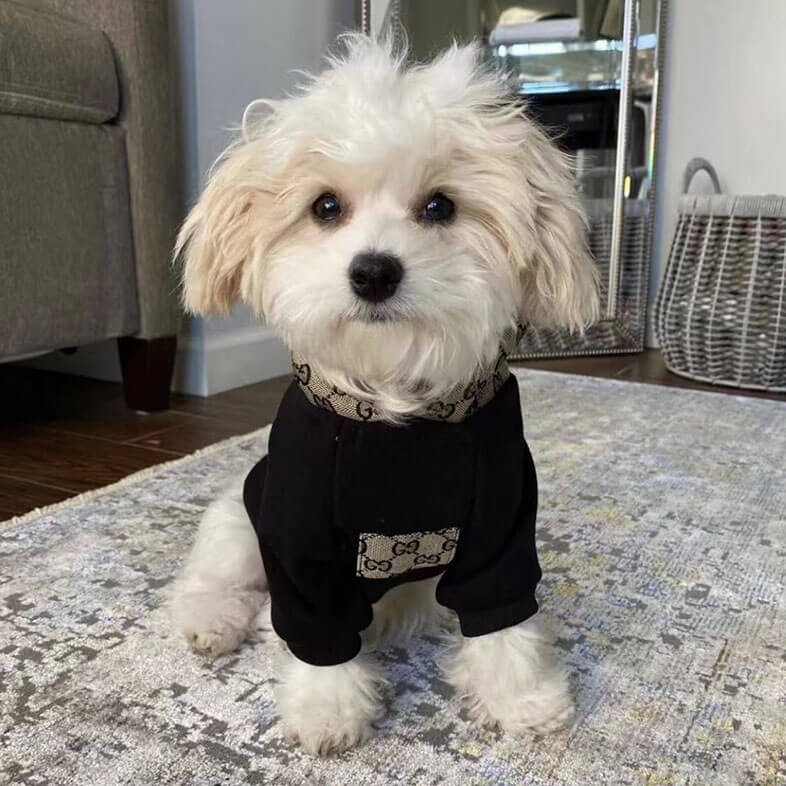 dog with gucci clothes｜TikTok Search