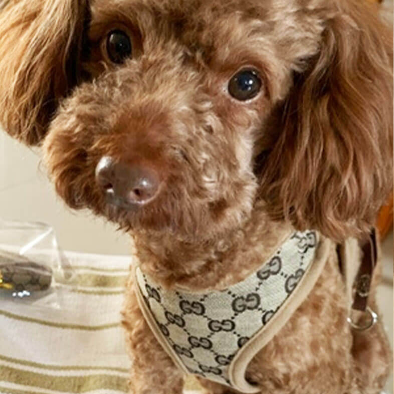 Gucci - Designer Dog Set, Harness + Leash + Collar - Pet Supply Mafia