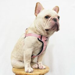 Chanel top rated dog harness