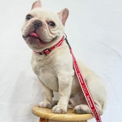 Luxury dog collars harness