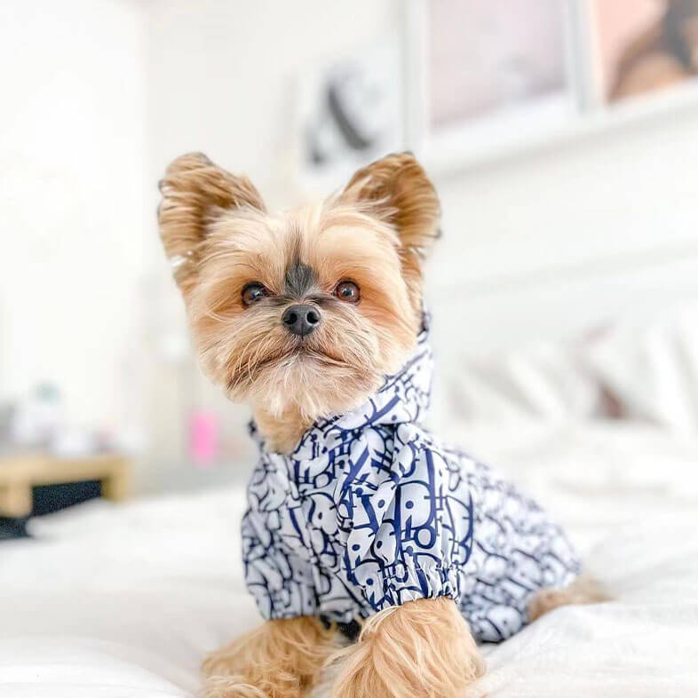 Buy Dior Dog Clothes online