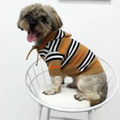 burberry sweater dog