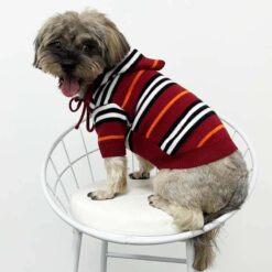 burberry sweater dog