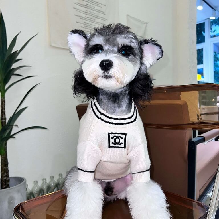 coco chanel puppy clothes